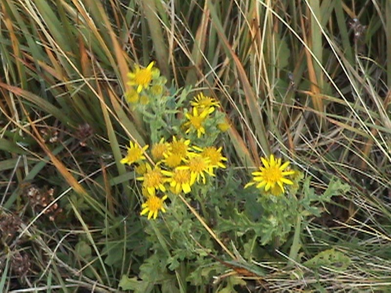 DSC01331