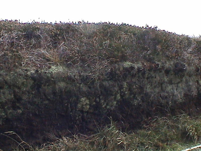 DSC01332